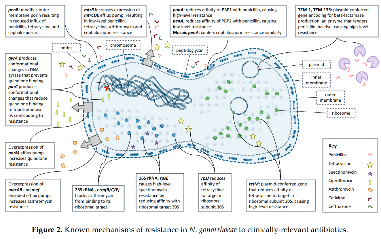 Antibiotic-DNA-resistant-sequence